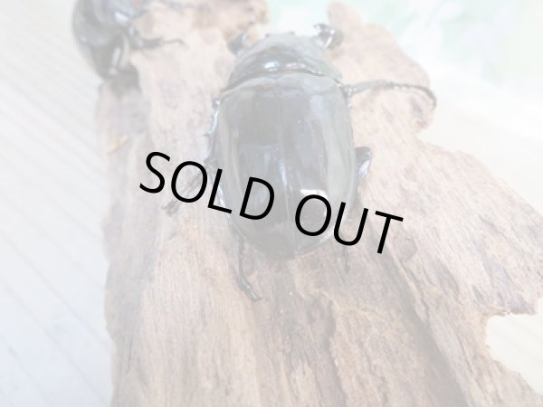 画像3: 新成虫☆ホワイトアイ☆タランドゥスオオツヤクワガタ♂62ミリ♀48ミリペア+♀42ミリ計3頭トリオ販売!! (3)