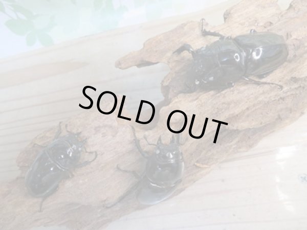 画像6: 新成虫☆ホワイトアイ☆タランドゥスオオツヤクワガタ♂62ミリ♀48ミリペア+♀42ミリ計3頭トリオ販売!! (6)