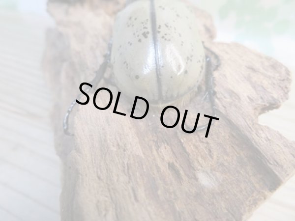 画像3: ☆新成虫☆グラントシロカブト♂70ミリ♀48ミリペア販売!! (3)