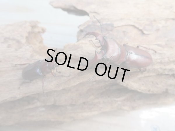 画像5: ☆新成虫☆カツラホソアカクワガタ♂35ミリ♀フリーサイズペア販売!! (5)