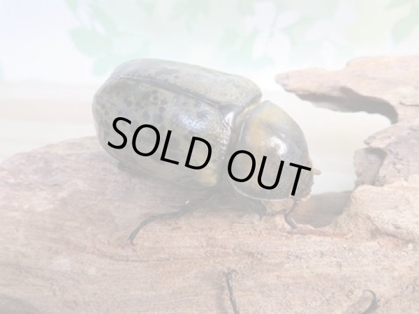 画像5: ☆新成虫☆ミヤシタシロカブト♂63ミリ♀50ミリペア＋♀48ミリ計3頭トリオ販売！！ (5)