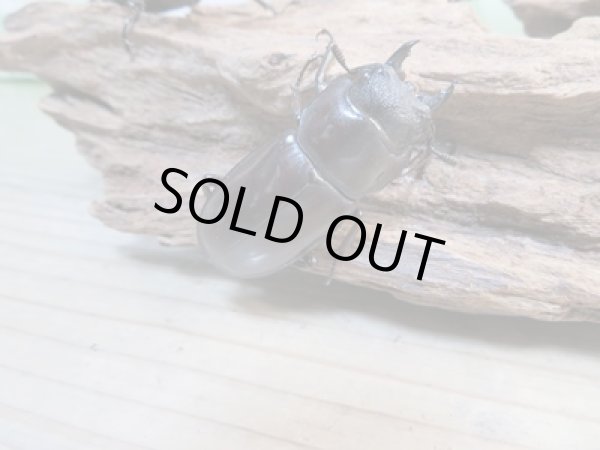 画像4: ☆新成虫☆マンディブラリスフタマタクワガタ(赤マンディ)♂68ミリ♀45ミリペア+♀44ミリ計3頭トリオ販売!! (4)