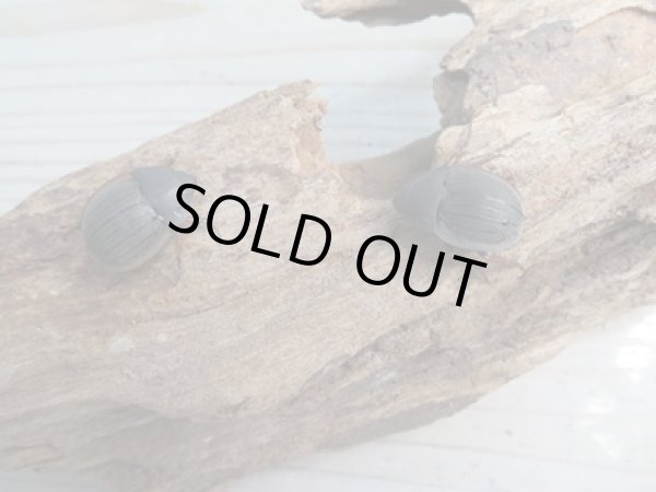 画像5: 新成虫☆WF5☆ウスチャヘクソドン♂♀フリーサイズペア販売!! (5)