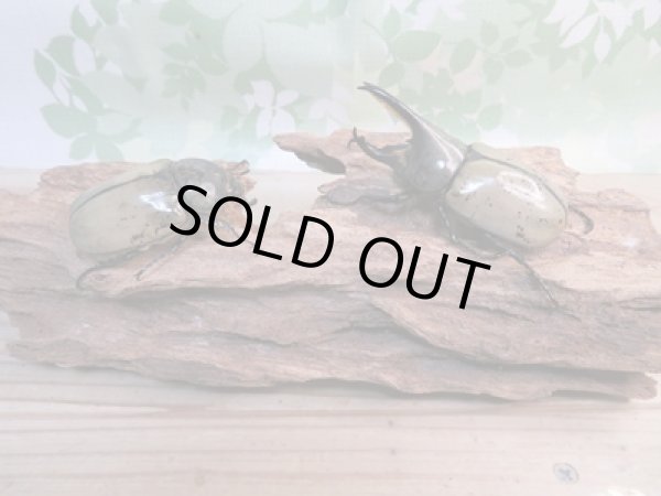 画像5: ☆新成虫☆グラントシロカブト♂70ミリ♀48ミリペア販売!! (5)