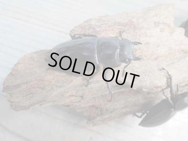 画像5: ☆新成虫☆マンディブラリスフタマタクワガタ(赤マンディ)♂68ミリ♀45ミリペア+♀44ミリ計3頭トリオ販売!! (5)