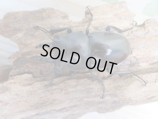 画像2: ☆新成虫☆ヤエヤママルバネクワガタ♂50ミリ〜55ミリ♀45ミリ〜47ミリ全6ペア販売!! (2)