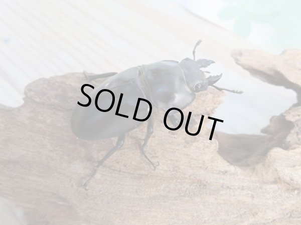 画像4: ☆新成虫☆ヤエヤママルバネクワガタ♂50ミリ〜55ミリ♀45ミリ〜47ミリ全6ペア販売!! (4)