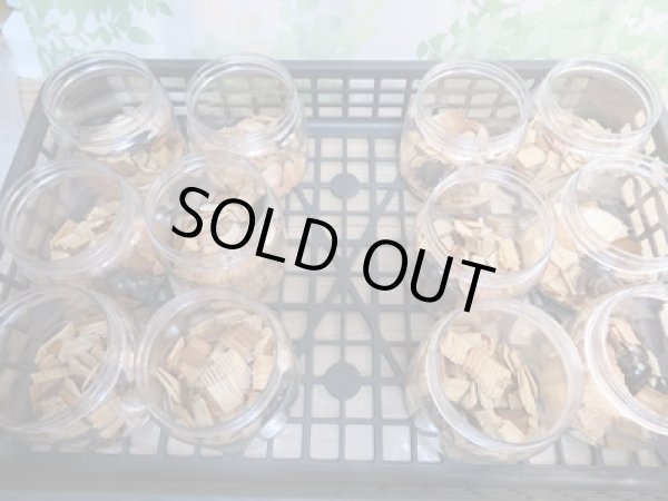 画像6: ☆新成虫☆ヤエヤママルバネクワガタ♂50ミリ〜55ミリ♀45ミリ〜47ミリ全6ペア販売!! (6)