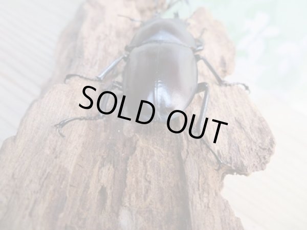 画像3: ☆新成虫☆ヤエヤママルバネクワガタ♂50ミリ〜55ミリ♀45ミリ〜47ミリ全6ペア販売!! (3)