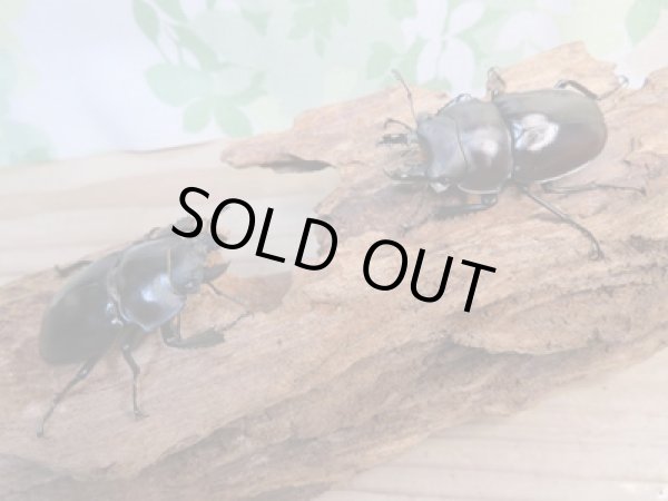 画像5: ☆新成虫☆ヤエヤママルバネクワガタ♂50ミリ〜55ミリ♀45ミリ〜47ミリ全6ペア販売!! (5)