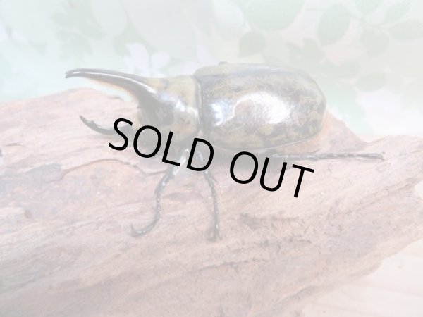 画像1: ☆新成虫☆ミヤシタシロカブト♂62ミリ♀50ミリペア＋♀48ミリ計3頭トリオ販売！！ (1)