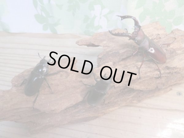 画像6: ☆新成虫☆フォルスターフタマタクワガタ(亜種ニシ)♂66ミリ♀41ミリ+♀39ミリトリオ販売!! (6)