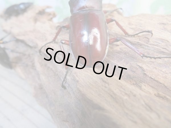 画像3: ☆新成虫☆フォルスターフタマタクワガタ(亜種ニシ)♂66ミリ♀41ミリ+♀39ミリトリオ販売!! (3)