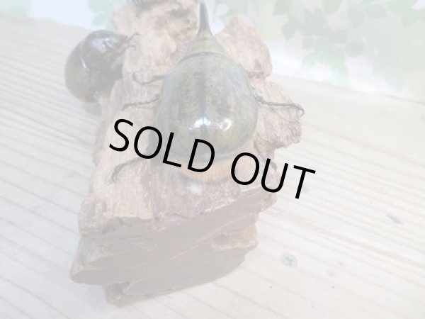 画像3: ☆新成虫☆ミヤシタシロカブト♂62ミリ♀50ミリペア+♀48ミリ計3頭トリオ販売!! (3)