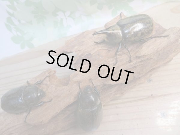 画像6: ☆新成虫☆ミヤシタシロカブト♂62ミリ♀50ミリペア+♀48ミリ計3頭トリオ販売!! (6)