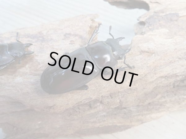 画像4: ☆新成虫☆マンディブラリスフタマタクワガタ(赤マンディ)♂80ミリ♀44ミリペア+♀44ミリ計3頭トリオ販売!! (4)