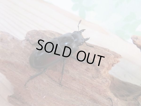 画像5: ☆新成虫☆フォルスターフタマタクワガタ(亜種ニシ)♂66ミリ♀41ミリ+♀39ミリトリオ販売!! (5)