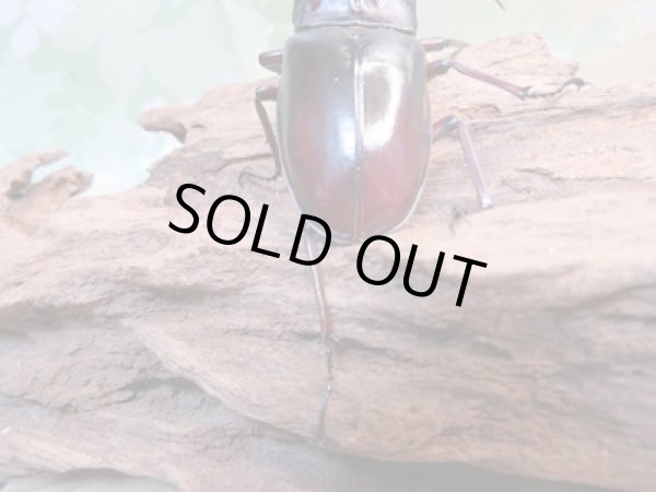 画像3: ☆新成虫☆マンディブラリスフタマタクワガタ(赤マンディ)♂80ミリ♀44ミリペア+♀44ミリ計3頭トリオ販売!! (3)