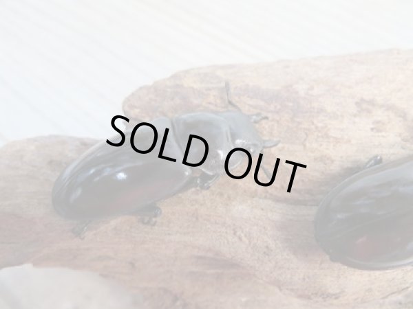 画像5: ☆新成虫☆マンディブラリスフタマタクワガタ(赤マンディ)♂80ミリ♀44ミリペア+♀44ミリ計3頭トリオ販売!! (5)