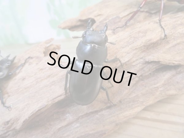 画像4: ☆新成虫☆フォルスターフタマタクワガタ(亜種ニシ)♂66ミリ♀41ミリ+♀39ミリトリオ販売!! (4)