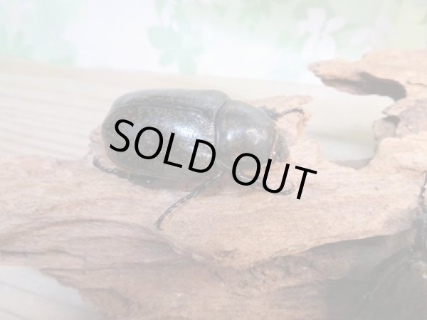 画像5: ☆新成虫☆ミヤシタシロカブト♂62ミリ♀50ミリペア+♀48ミリ計3頭トリオ販売!! (5)