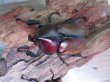 画像2: 新成虫☆WF3☆フンボルトヒナカブト（フォームネロ）♂35ミリ〜40ミリ♀フリーサイズ全4ペア販売！！ (2)