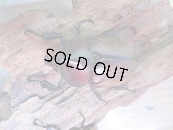 画像2: 新成虫☆WF3☆フンボルトヒナカブト(フォームネロ)♂35ミリ〜40ミリ♀フリーサイズ全4ペア販売!! (2)