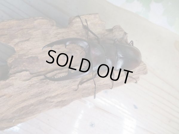 画像2: ☆新成虫☆マンディブラリスフタマタクワガタ(赤マンディ)♂80ミリ♀44ミリペア+♀44ミリ計3頭トリオ販売!! (2)