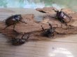 画像5: 新成虫☆WF3☆フンボルトヒナカブト（フォームネロ）♂35ミリ〜40ミリ♀フリーサイズ全4ペア販売！！ (5)