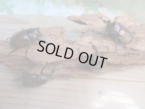 画像5: 新成虫☆WF3☆フンボルトヒナカブト(フォームネロ)♂35ミリ〜40ミリ♀フリーサイズ全4ペア販売!! (5)