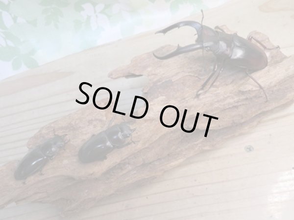 画像6: ☆新成虫☆マンディブラリスフタマタクワガタ(赤マンディ)♂80ミリ♀44ミリペア+♀44ミリ計3頭トリオ販売!! (6)