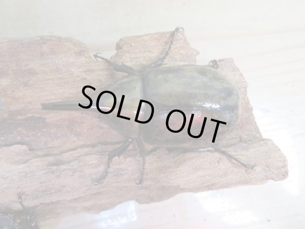 画像2: ☆新成虫☆ミヤシタシロカブト♂62ミリ♀50ミリペア+♀48ミリ計3頭トリオ販売!! (2)