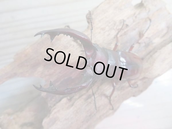 画像2: ☆新成虫☆フォルスターフタマタクワガタ(亜種ニシ)♂66ミリ♀41ミリ+♀39ミリトリオ販売!! (2)