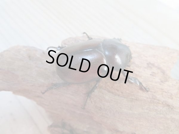 画像4: 新成虫☆WF3☆フンボルトヒナカブト(フォームネロ)♂35ミリ〜40ミリ♀フリーサイズ全4ペア販売!! (4)