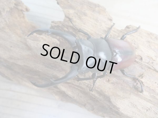 画像2: ☆新成虫☆ドンキエールコクワガタ（赤ドンキ）♂70ミリ♀41ミリペア販売！！ (2)