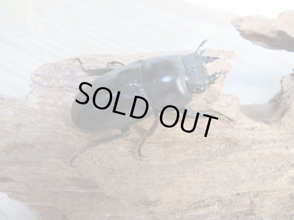 画像4: ☆新成虫☆ドンキエルハンプイ(黒ドンキ)♂60ミリ♀43ミリペア販売!! (4)