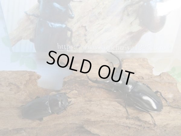 画像5: 25年種親用☆Dibang Valley産☆ウエストウッディ オオシカクワガタ♂62ミリ♀37ミリペア販売!! (5)