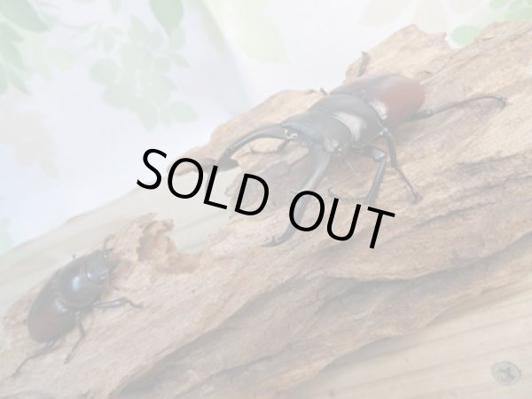 画像5: ☆新成虫☆ドンキエールコクワガタ（赤ドンキ）♂70ミリ♀41ミリペア販売！！ (5)