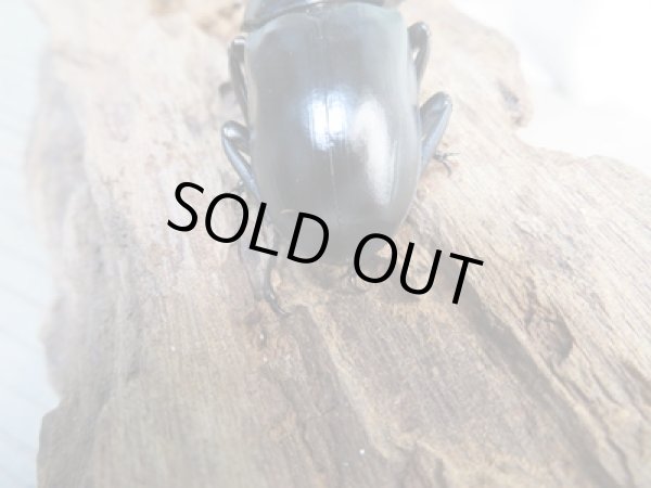 画像3: ☆新成虫☆ドンキエルハンプイ(黒ドンキ)♂60ミリ♀43ミリペア販売!! (3)