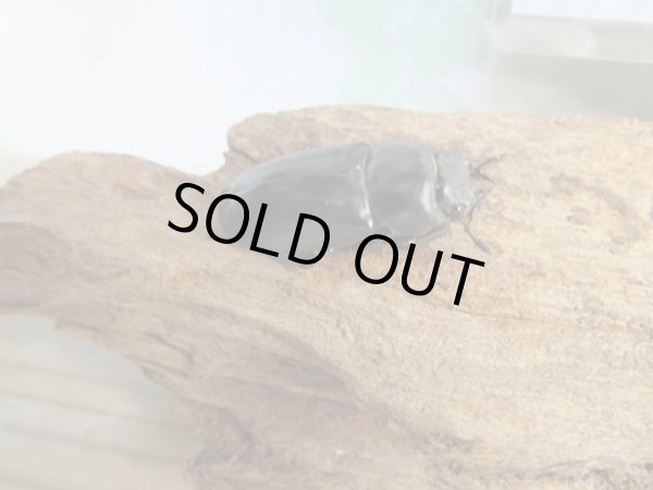 画像4: 25年種親用☆Dibang Valley産☆ウエストウッディ オオシカクワガタ♂62ミリ♀37ミリペア販売!! (4)