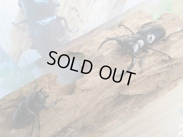 画像5: 25年種親用☆LDV産☆ウエストウッディ オオシカクワガタ♂63ミリ♀40ミリペア販売！！ (5)