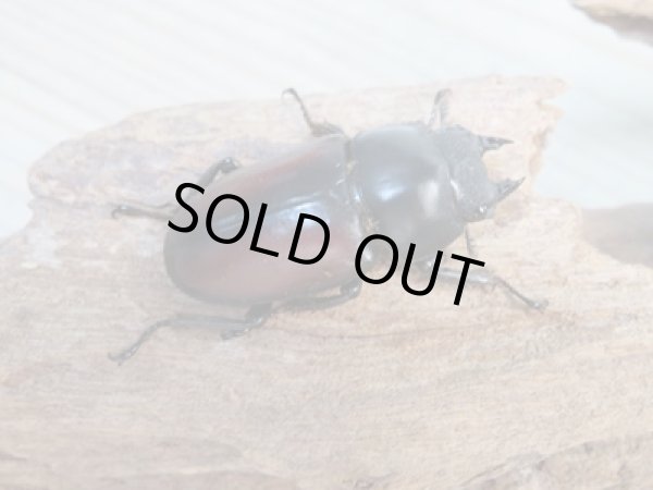画像4: ☆新成虫☆ドンキエールコクワガタ（赤ドンキ）♂70ミリ♀41ミリペア販売！！ (4)
