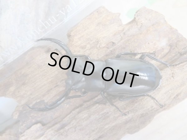 画像2: 25年種親用☆Dibang Valley産☆ウエストウッディ オオシカクワガタ♂62ミリ♀37ミリペア販売!! (2)