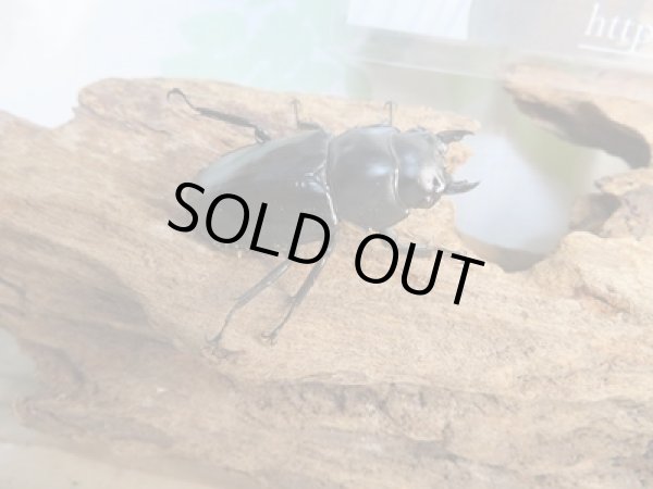 画像4: 25年種親用☆LDV産☆ウエストウッディ オオシカクワガタ♂63ミリ♀40ミリペア販売！！ (4)