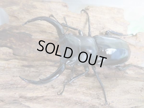 画像2: 25年種親用☆LDV産☆ウエストウッディ オオシカクワガタ♂63ミリ♀40ミリペア販売！！ (2)