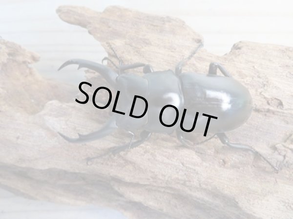 画像2: ☆新成虫☆ドンキエルハンプイ(黒ドンキ)♂60ミリ♀43ミリペア販売!! (2)