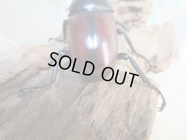 画像3: ☆新成虫☆ドンキエールコクワガタ（赤ドンキ）♂70ミリ♀41ミリペア販売！！ (3)