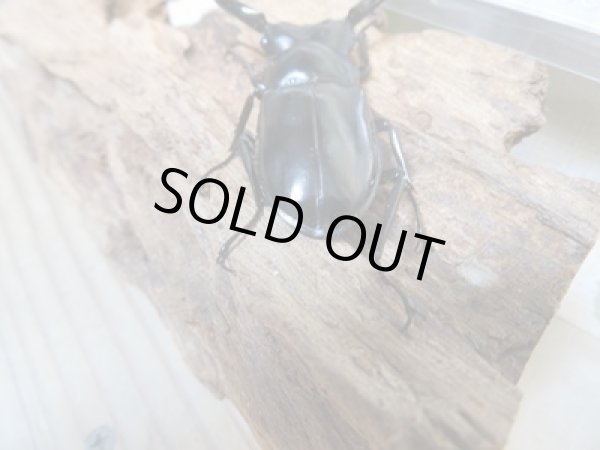 画像3: 25年種親用☆Dibang Valley産☆ウエストウッディ オオシカクワガタ♂62ミリ♀37ミリペア販売!! (3)