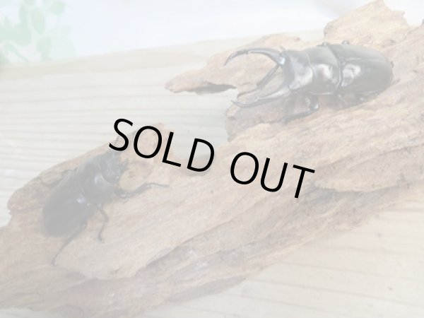 画像5: ☆新成虫☆ドンキエルハンプイ(黒ドンキ)♂60ミリ♀43ミリペア販売!! (5)