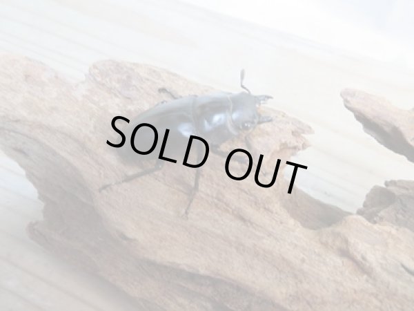 画像4: ☆新成虫☆フォルスターフタマタクワガタ(亜種ニシ)♂70ミリ♀42ミリペア販売!! (4)